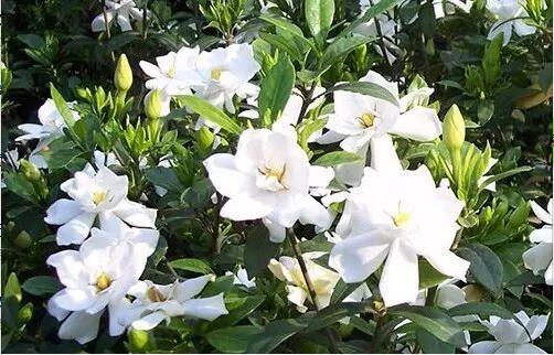 栀子树焦叶黄叶是怎么了,栀子树黄叶怎么样处理