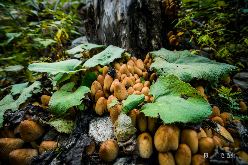 寻峰初娜-初娜雪山考察记