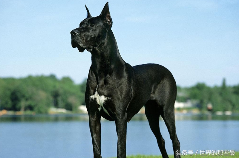 大型猛犬体型和体重排名,猛犬界5种单挑实力最强的狗