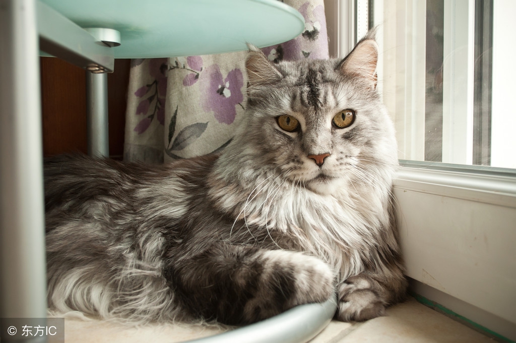 心宠故事:我曾用三分之一的工资,给猫咪瘦瘦看病