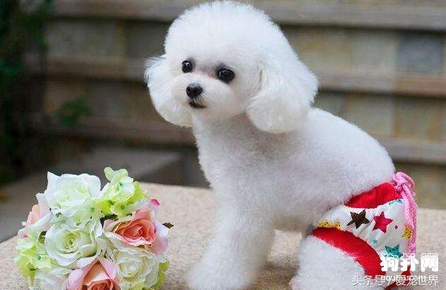 宠物狗来大姨妈要注意什么呢,宠物狗来大姨妈如何护理