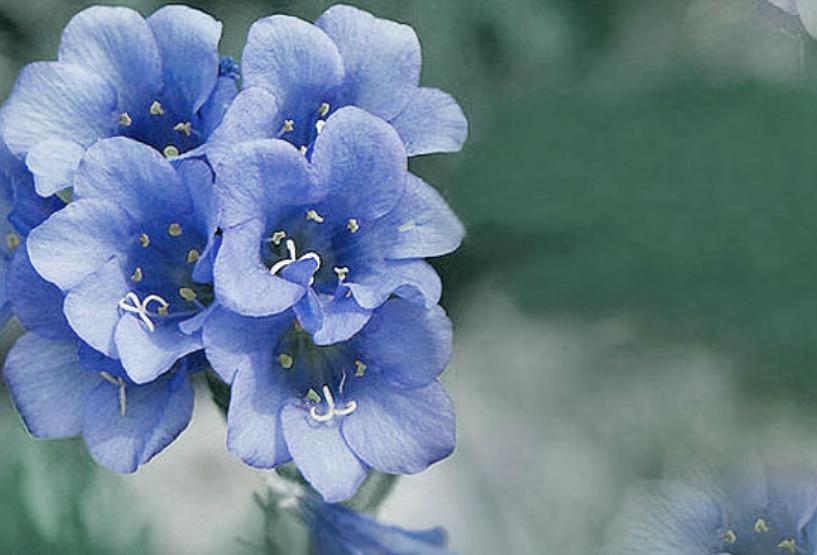 紫罗兰开花的正确方法,重瓣紫罗兰如何种植的