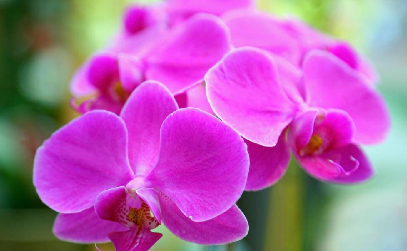 紫罗兰开花的正确方法,重瓣紫罗兰如何种植的