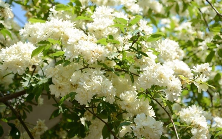 木香花又叫什么花,木香花的生长条件