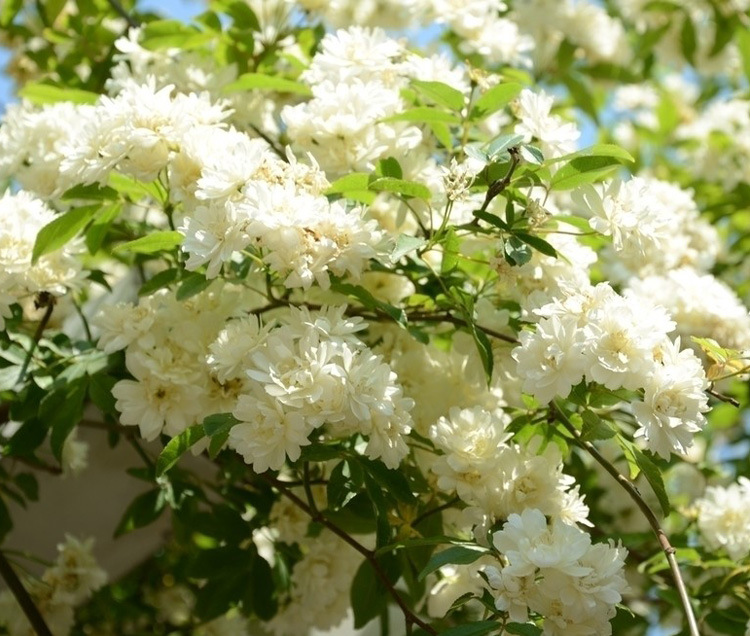 木香花又叫什么花,木香花的生长条件