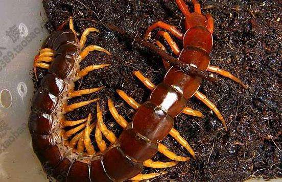 世界上十种最毒的蜈蚣,世界上最毒的10种蜈蚣
