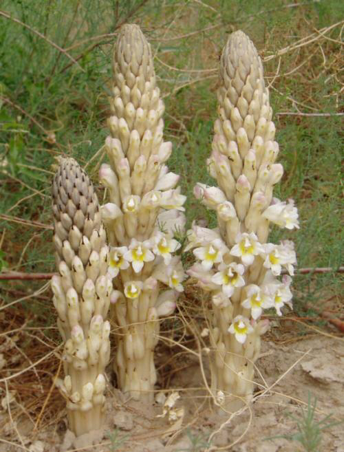 中药材肉苁蓉功效作用,中药材肉苁蓉片