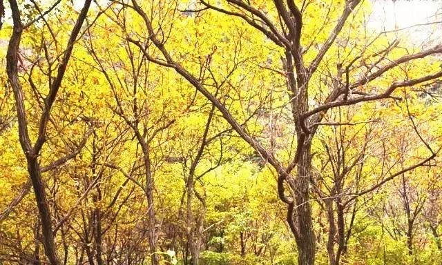 青海一号公路自驾游最佳路线,最轻松青海大环线自驾游路线图