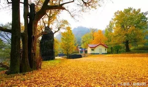 河南红叶最佳观赏时间表,河南看红叶最好的地方