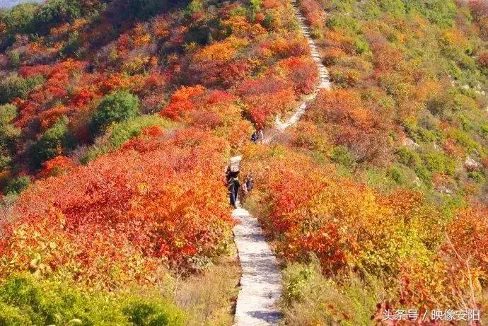 河南红叶最佳观赏时间表,河南看红叶最好的地方