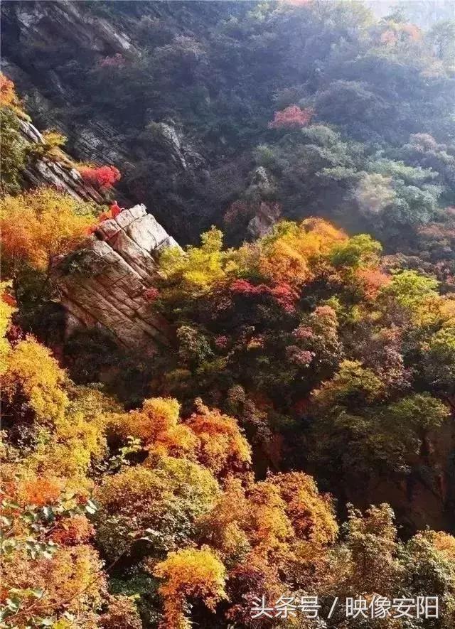 河南红叶最佳观赏时间表,河南看红叶最好的地方