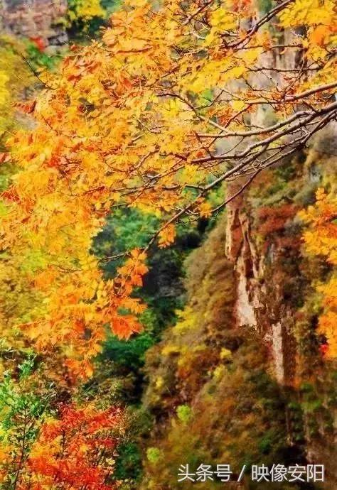 河南红叶最佳观赏时间表,河南看红叶最好的地方