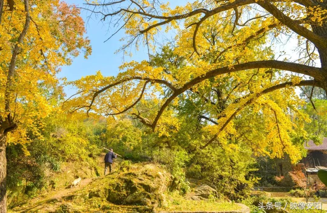 河南红叶最佳观赏时间表,河南看红叶最好的地方