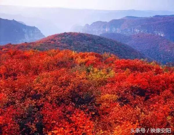 河南红叶最佳观赏时间表,河南看红叶最好的地方