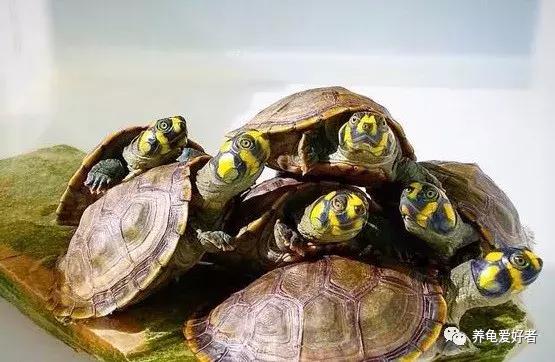 秋天降临，冬天近在咫尺，你的龟龟怕冷不？