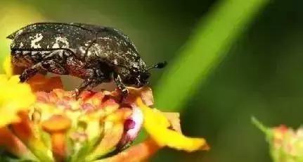 可以改善土壤板结的昆虫,环境昆虫