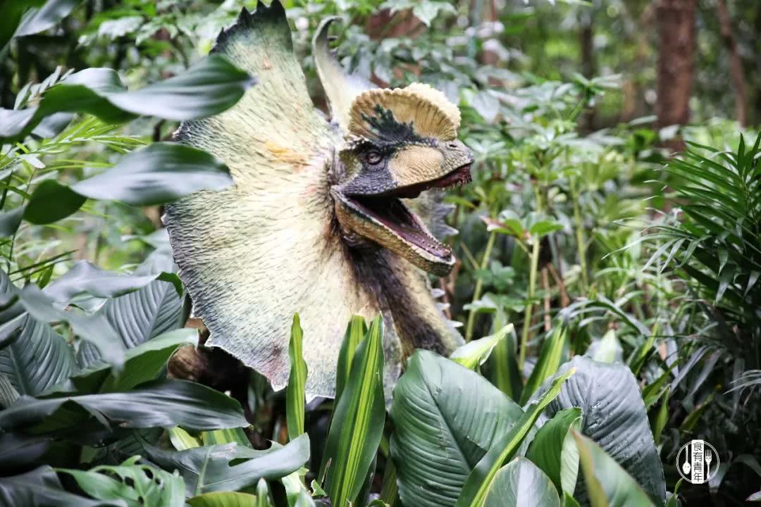 动物园万圣节里面有什么,万圣节动物王国