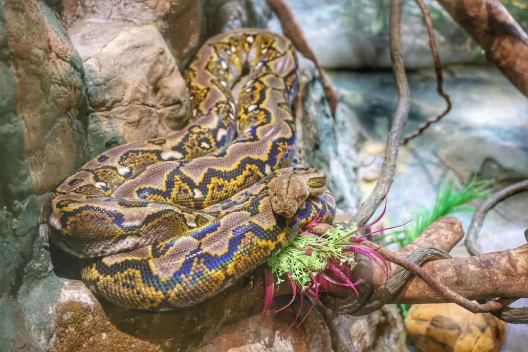 动物园万圣节里面有什么,万圣节动物王国