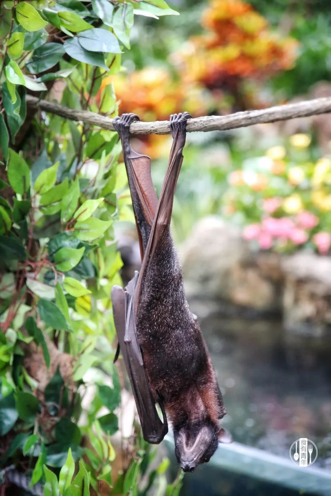 动物园万圣节里面有什么,万圣节动物王国