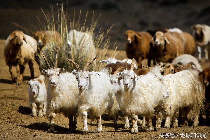 1926年乌克兰严重饥荒的原因,饥荒最严重国家
