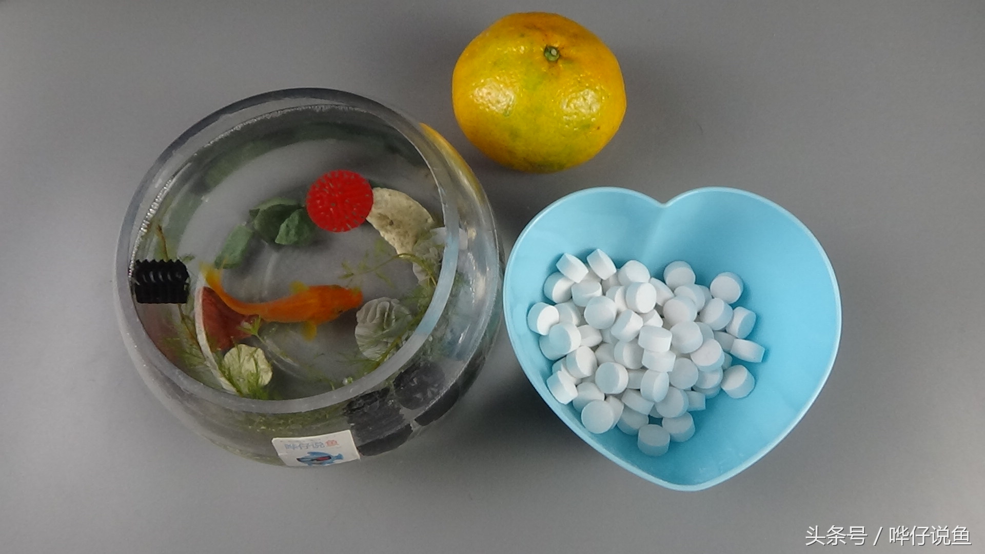 当你要给宠物鱼缸消毒的时候，你可曾想过，二氧化氯或许是个选择