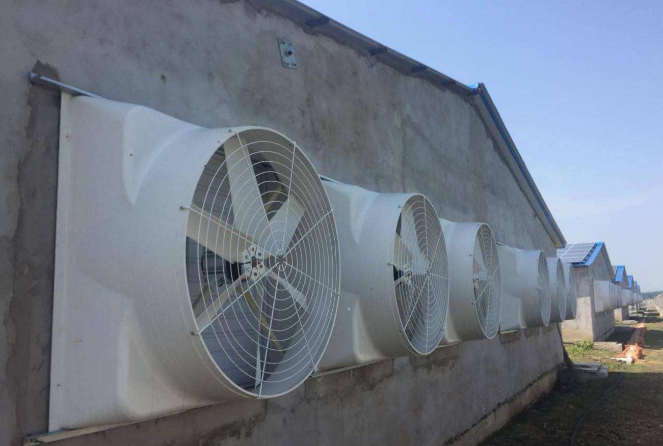 猪场呼吸道多发怎么办,呼吸道感染养猪