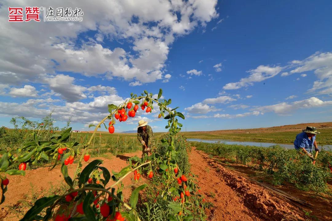 宁夏玺赞枸杞原浆,宁夏玺赞生态枸杞庄园简介