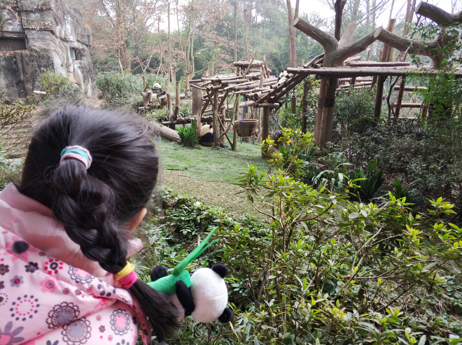 到广州长隆野生动物园看熊猫,看熊猫是去广州长隆还是四川成都