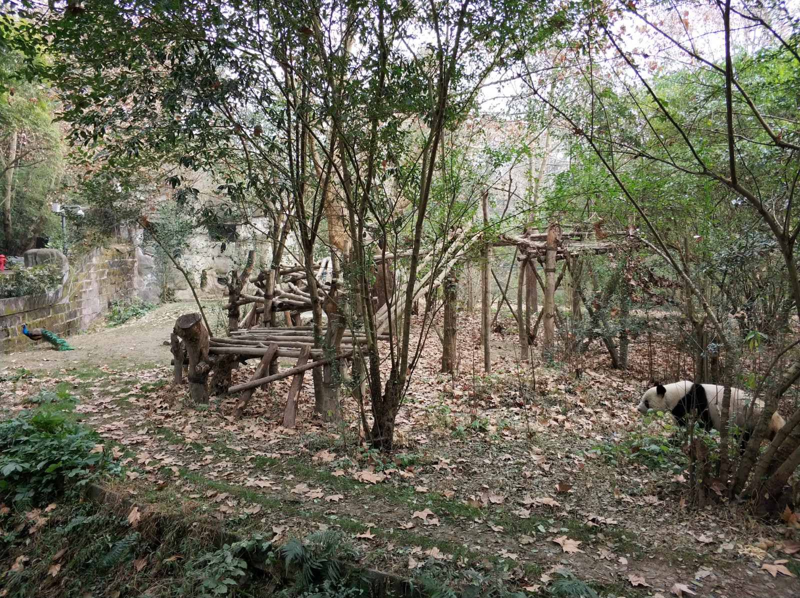 到广州长隆野生动物园看熊猫,看熊猫是去广州长隆还是四川成都