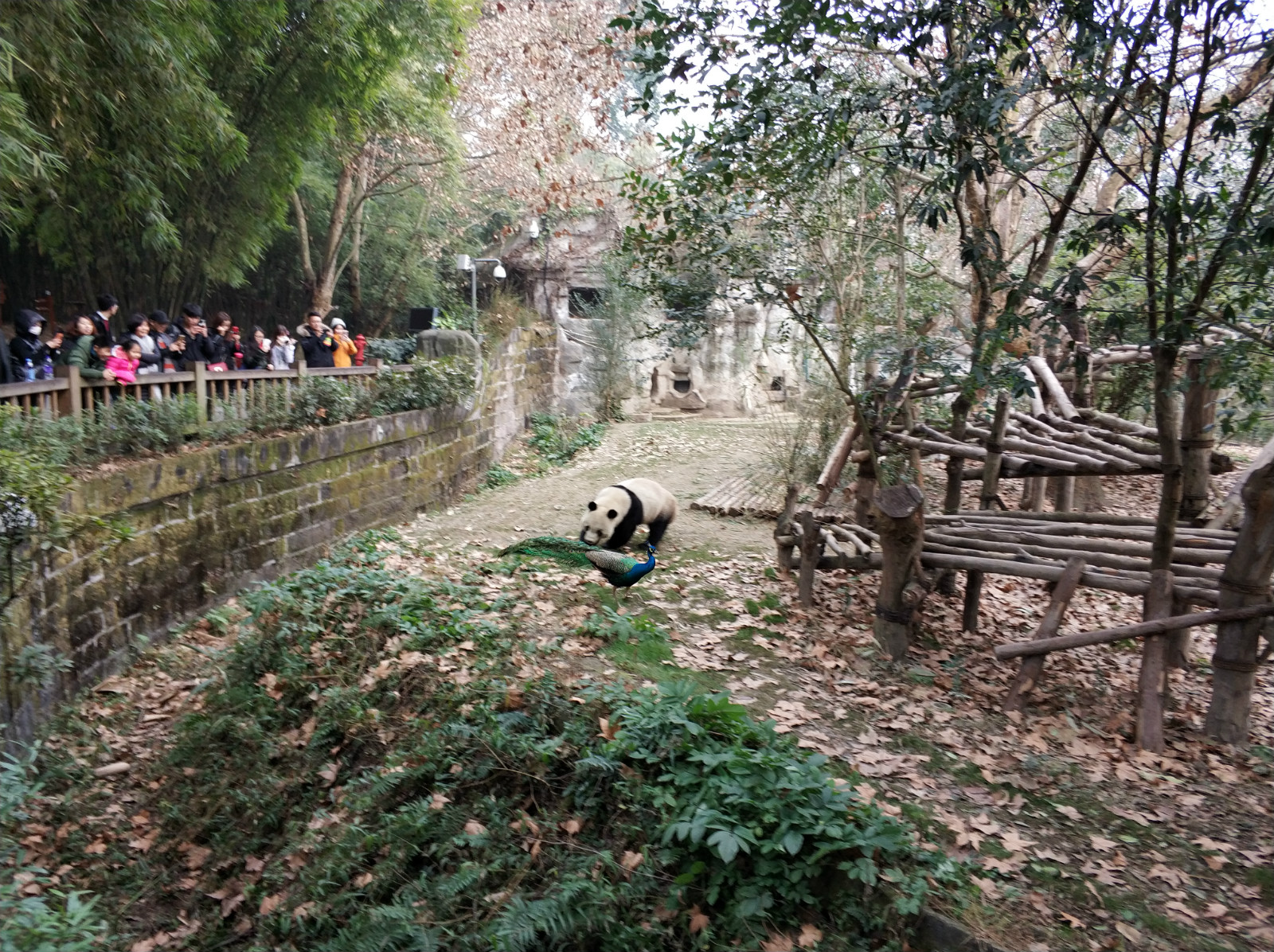 到广州长隆野生动物园看熊猫,看熊猫是去广州长隆还是四川成都