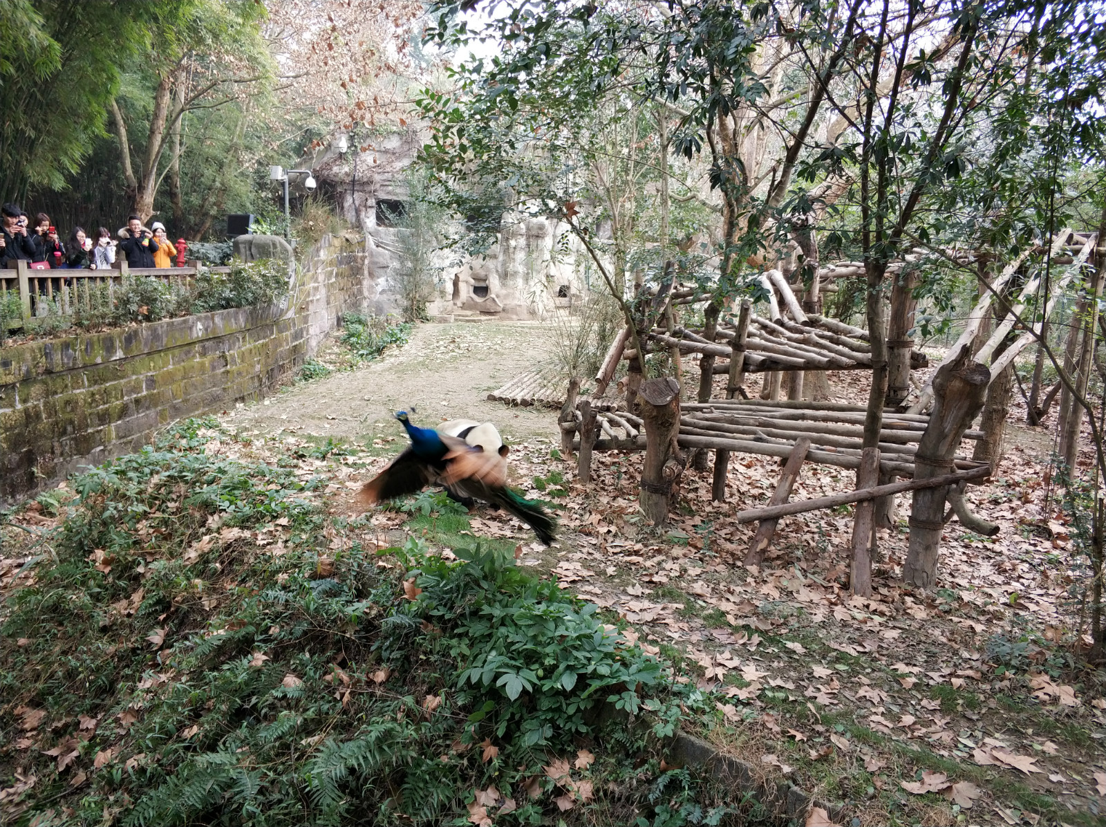 到广州长隆野生动物园看熊猫,看熊猫是去广州长隆还是四川成都