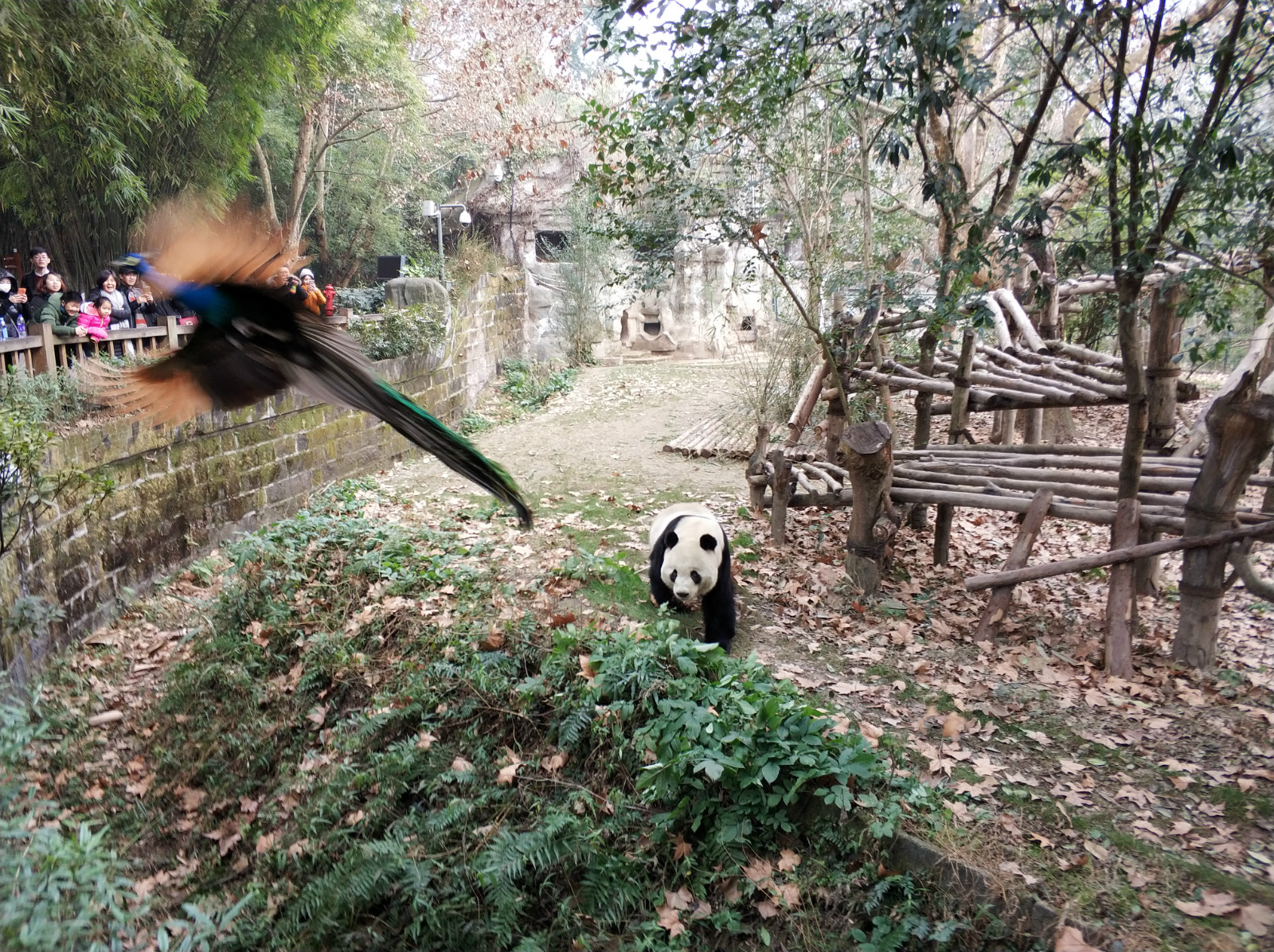 到广州长隆野生动物园看熊猫,看熊猫是去广州长隆还是四川成都