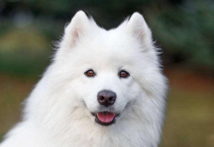 10种纯种萨摩耶,普通萨摩耶和纯种萨摩耶的区别