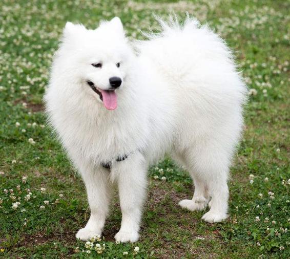 10种纯种萨摩耶,普通萨摩耶和纯种萨摩耶的区别