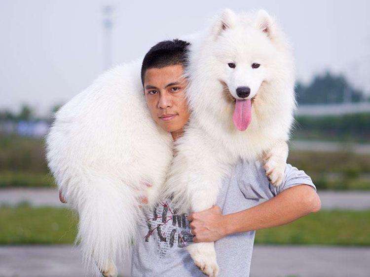 10种纯种萨摩耶,普通萨摩耶和纯种萨摩耶的区别