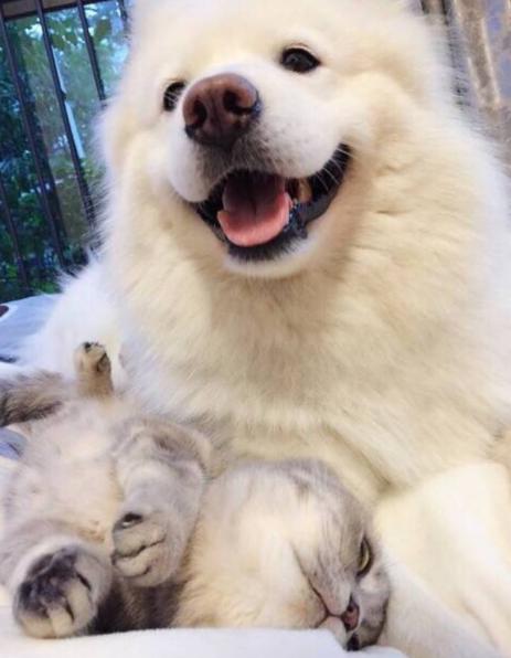 10种纯种萨摩耶,普通萨摩耶和纯种萨摩耶的区别