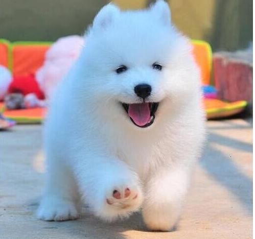 10种纯种萨摩耶,普通萨摩耶和纯种萨摩耶的区别