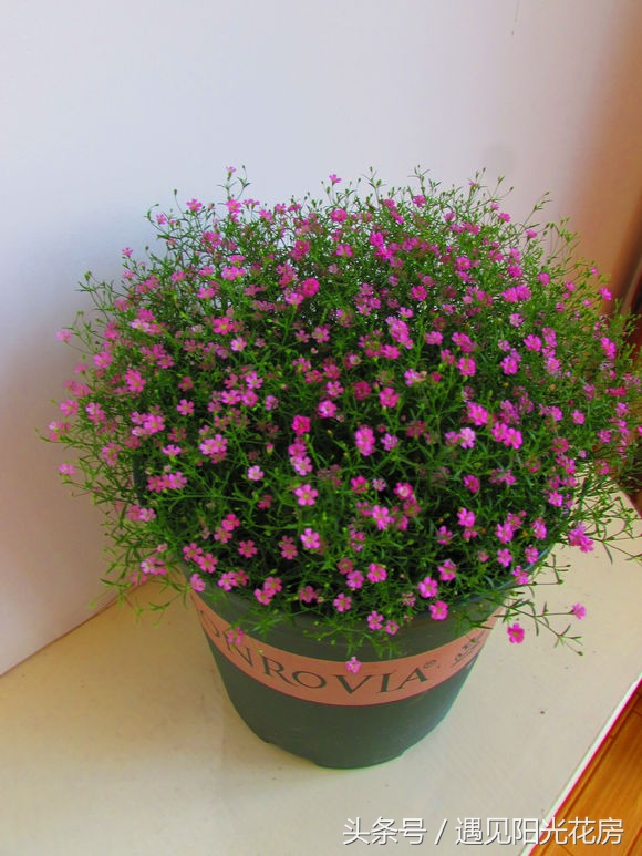 满天星养成“满天黄草”!盘点满天星黄叶枯萎的原因