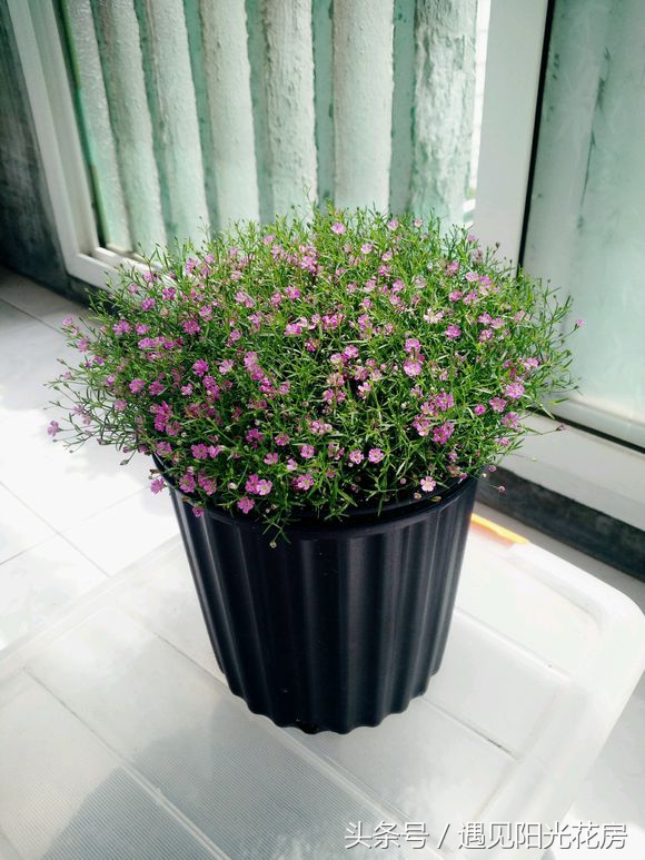 满天星养成“满天黄草”!盘点满天星黄叶枯萎的原因