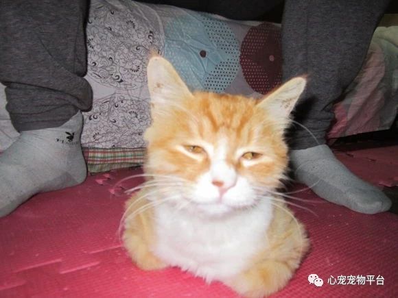 我与猫的小说,我与猫奴