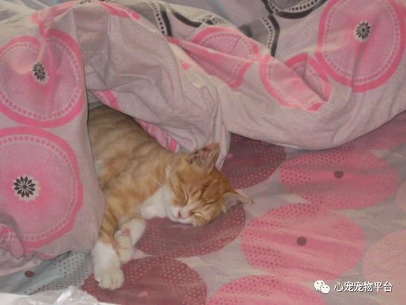 我与猫的小说,我与猫奴