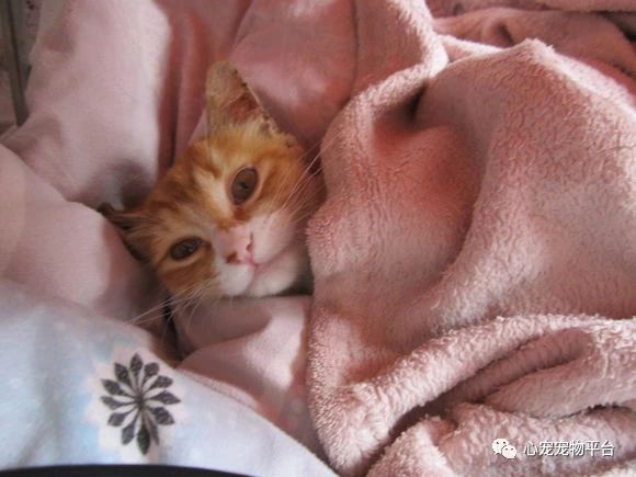 我与猫的小说,我与猫奴