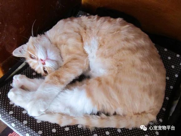 我与猫的小说,我与猫奴