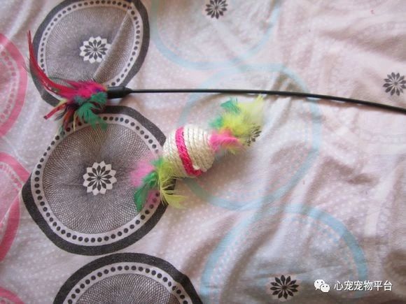 我与猫的小说,我与猫奴