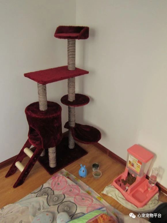 我与猫的小说,我与猫奴