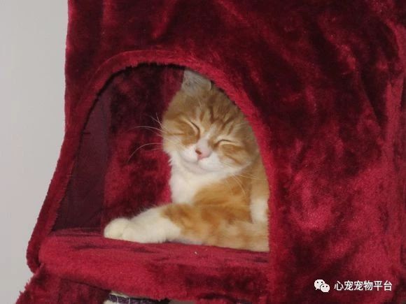 我与猫的小说,我与猫奴