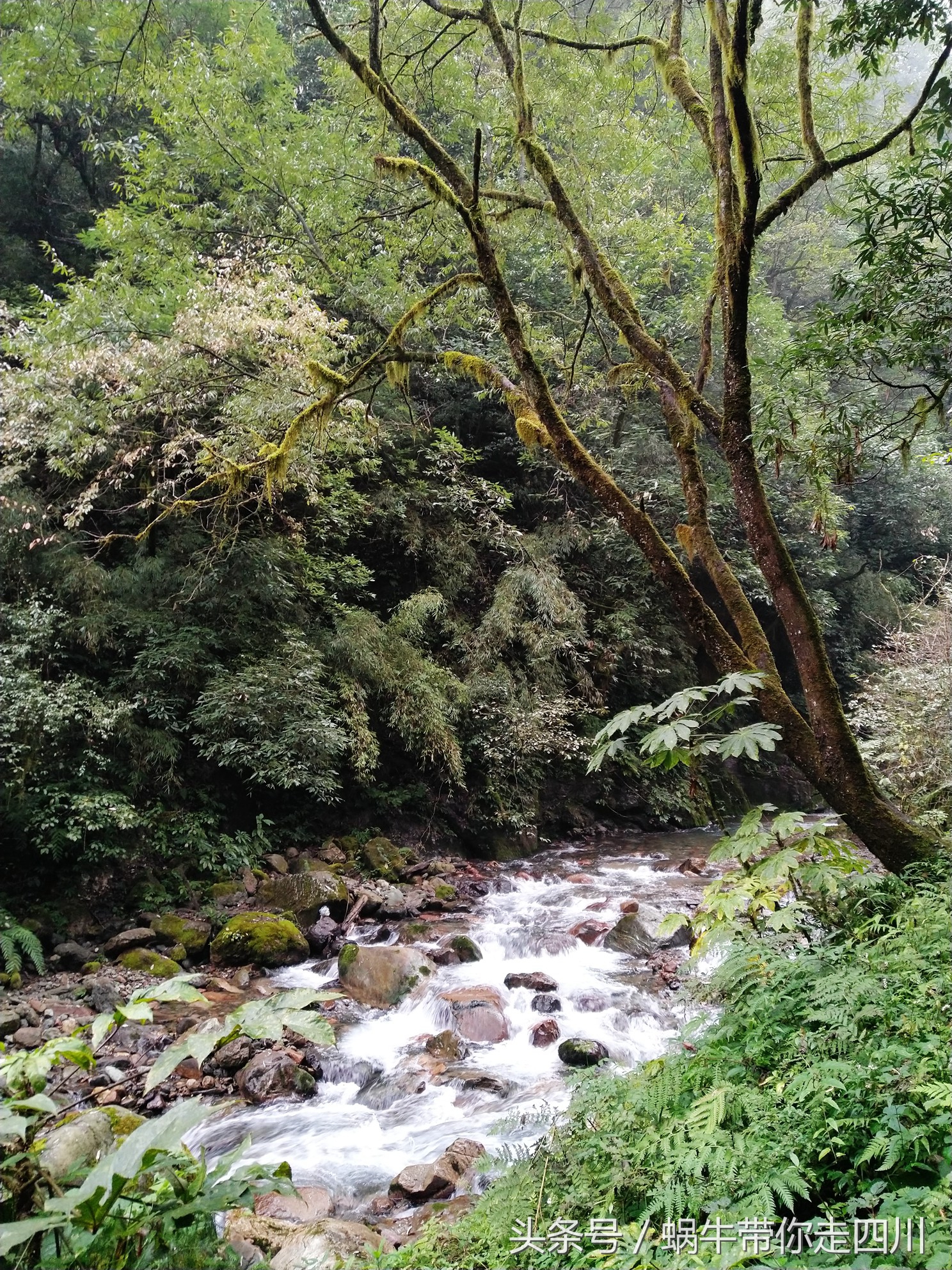 成都西岭雪山玩一天大概多少钱,成都西岭雪山旅游一日游报团