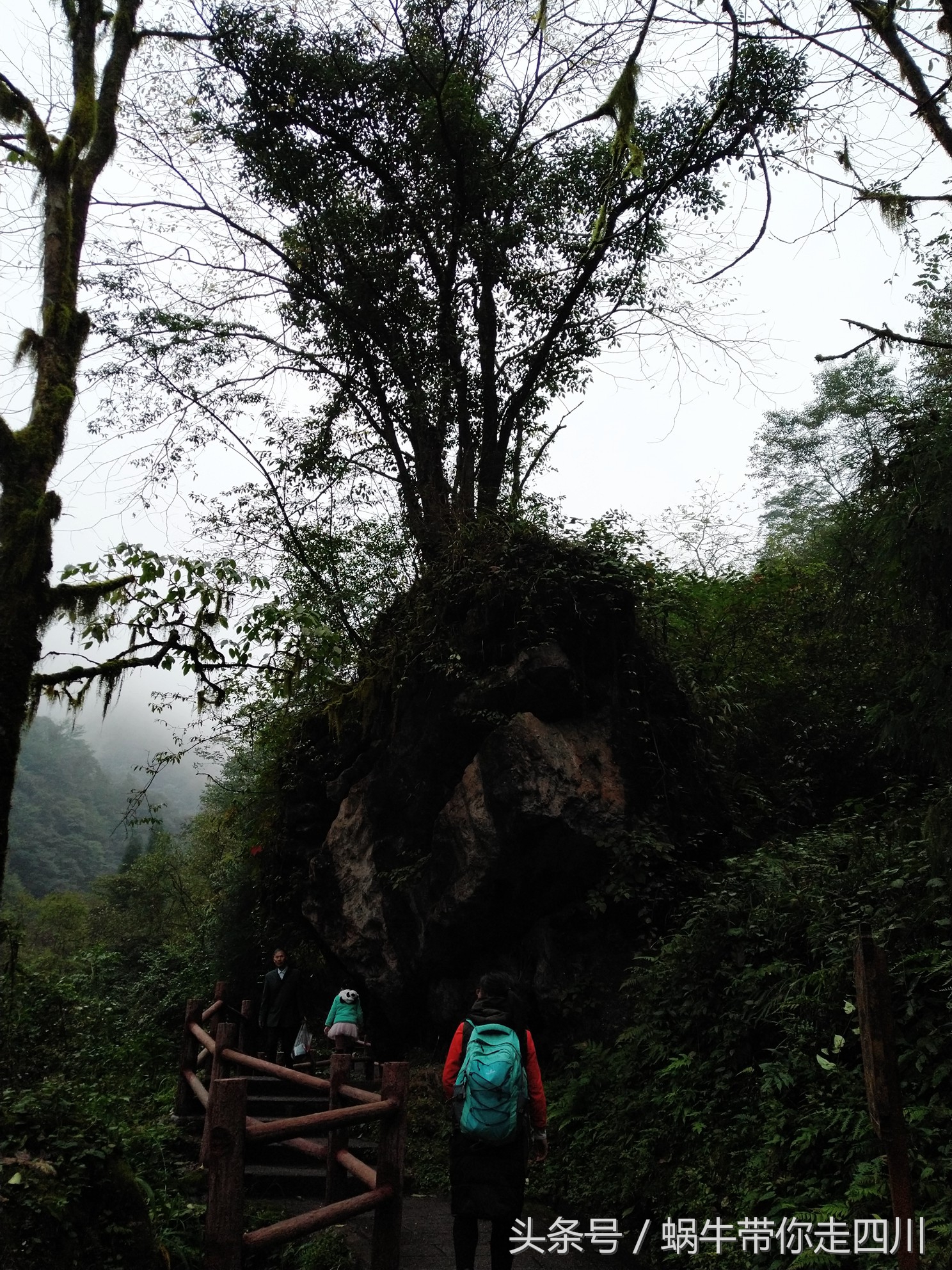 成都西岭雪山玩一天大概多少钱,成都西岭雪山旅游一日游报团