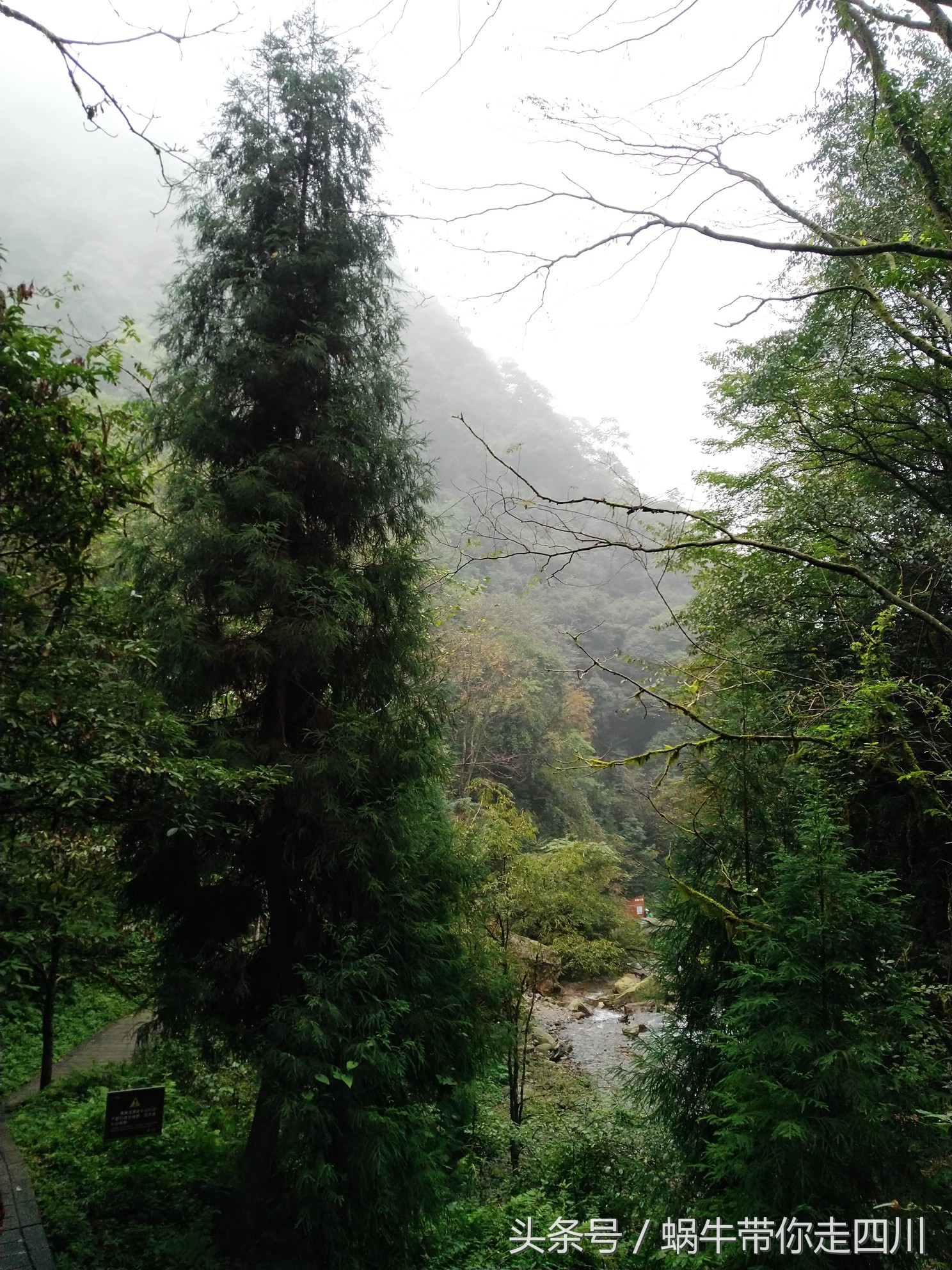 成都西岭雪山玩一天大概多少钱,成都西岭雪山旅游一日游报团