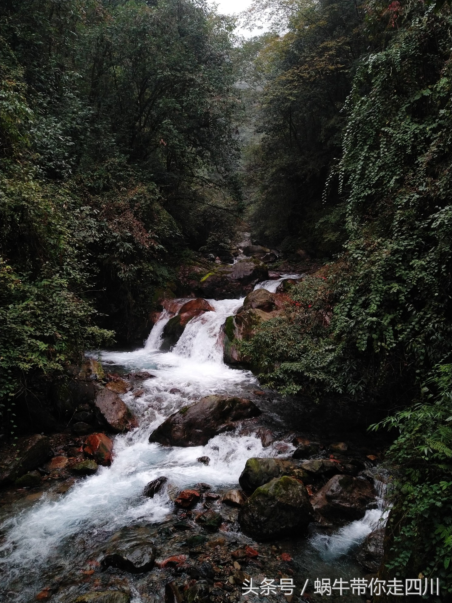 成都西岭雪山玩一天大概多少钱,成都西岭雪山旅游一日游报团